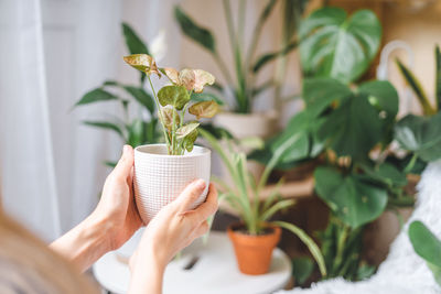 Midsection of person holding potted plant