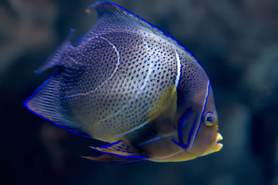 Close-up of fish underwater