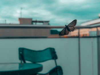 Close-up of insect on window against building