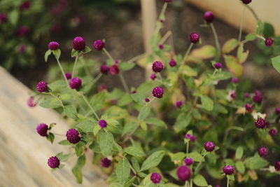 Close-up of purple flowering plant