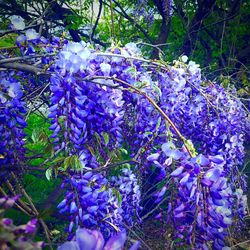 Close-up of purple flowers