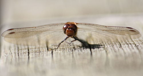 Close-up of fly on table