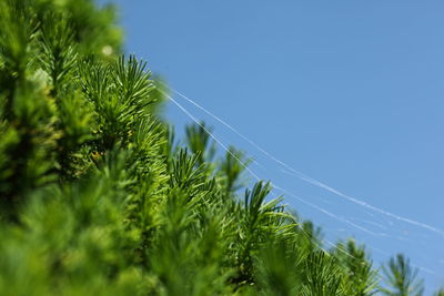 Low angle view of plants against blue sky