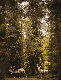 Reindeer in forest against trees