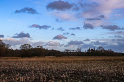 Scenic view of agricultural field against sky