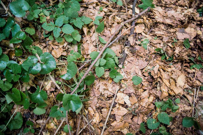 High angle view of dry leaves on field