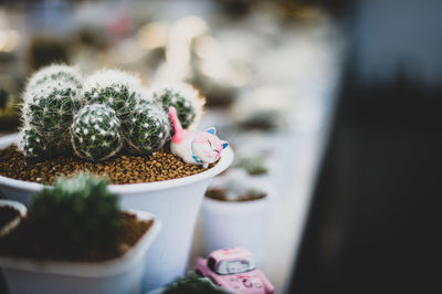 Close-up of succulent plant