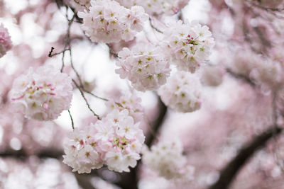 Close-up of cherry blossoms blooming on tree branches