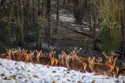 Deer in a forest