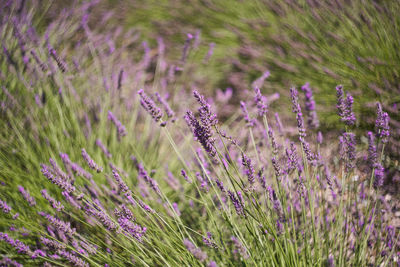 Close-up of purple flowering plants on field