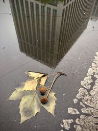 High angle view of dry leaves on street