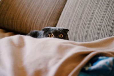 Portrait of cat lying on bed