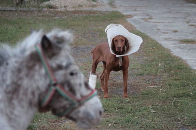 Sick dog with ring on the neck and sad donkey on field - friends