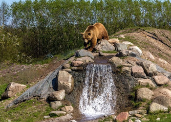 Lion on rock against trees