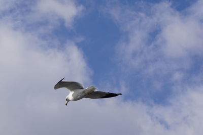 Low angle view of seagull flying in sky