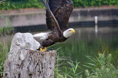 Close-up of eagle perching on lake