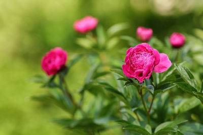 Close-up of pink rose