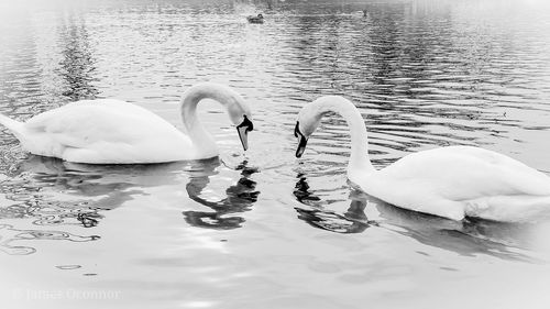 Swans swimming in lake