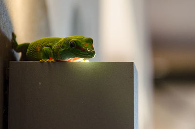 Close-up of frog on built structure