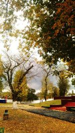 Trees in park during autumn