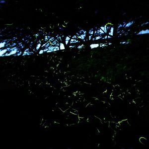 Trees against sky at night