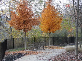 Trees in autumn