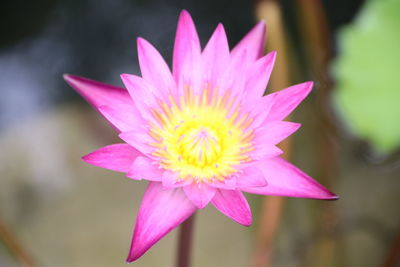 Close-up of pink water lily