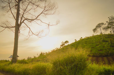 Trees on field against sky during sunset