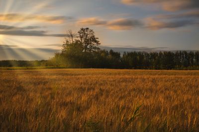 Scenic view of field against sky during sunset