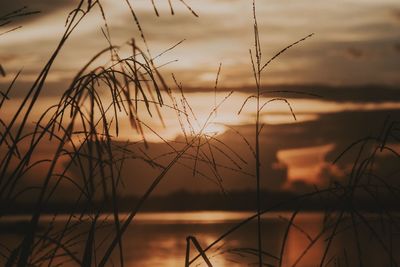 Close-up of silhouette plants against sky during sunset