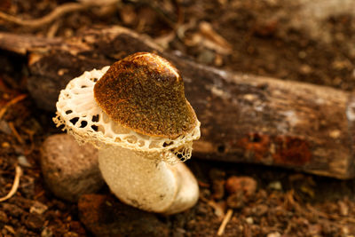 Close-up of mushroom growing on field