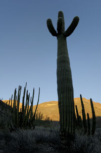 Low angle view of cactus growing on field against clear sky