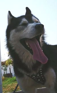 Close-up of horse against sky