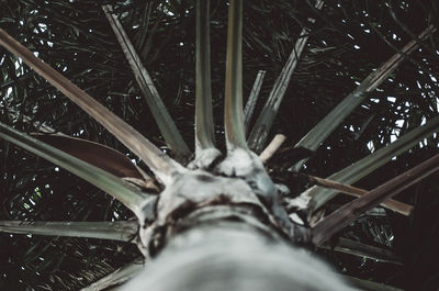 Close-up of wet grass