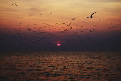 Birds flying over sea against sky during sunset