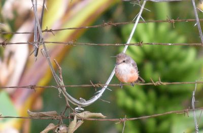 Close-up of bird perching on tree