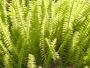 Close-up of fern leaves