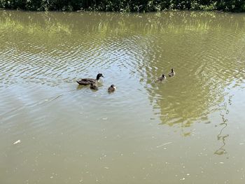 High angle view of ducks in lake