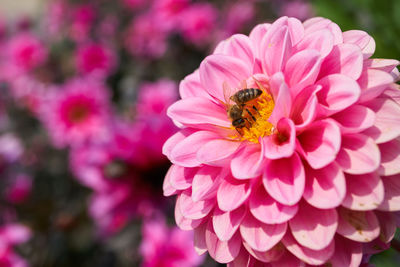 Honey bee on pink flower