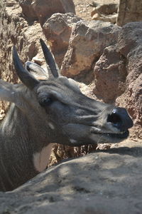 Close-up of horse on sand