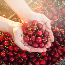 Cherries harvest in a hand 