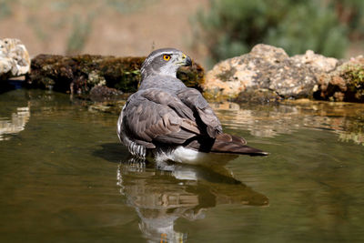 Bird perching on rock in lake