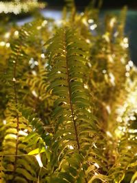 Close-up of fern leaves