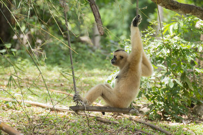 Monkey sitting on tree