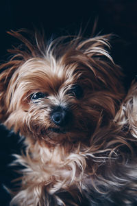 Close-up portrait of a dog