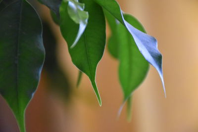 Close-up of flowering plant