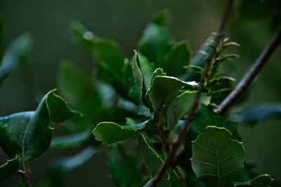 Close-up of plant