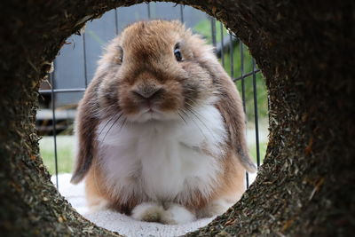 Close-up portrait of an animal