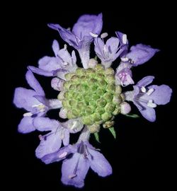 Close-up of flower over black background