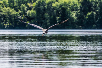 Close-up of bird flying over lake